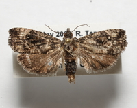 Gymnandrosoma punctidiscanum