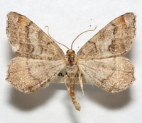 Macaria distribuaria