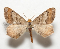 Macaria distribuaria