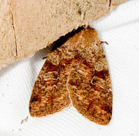 Orthosia rubescens
