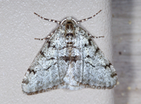 Phigalia strigataria