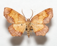 Probole nepiasaria