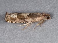 Pseudexentera spoliana