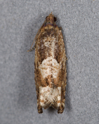 Pseudexentera spoliana
