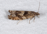 Pseudexentera spoliana