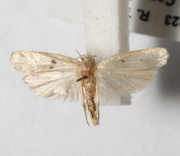 Scythropiodes issikii