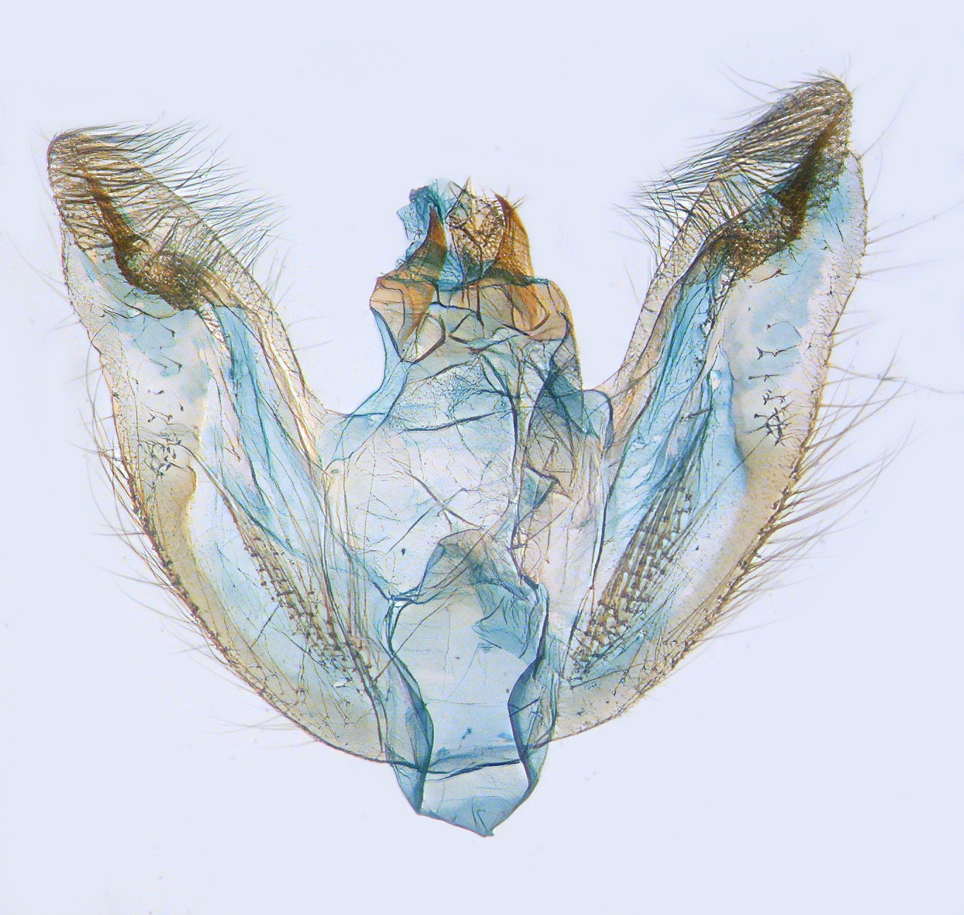 Moths of North Carolina