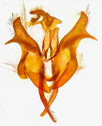 Male genitalia; Madison County; Jim Petranka.