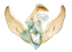 Male genitalia; North Carolina; J.B. Sullivan.