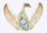 Male genitalia; North Carolina; J.B. Sullivan.