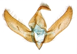 Male genitalia; North Carolina; J.B. Sullivan.