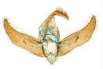 Male genitalia; North Carolina; J.B. Sullivan.
