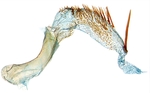 Aedeagus; North Carolina; J.B. Sullivan.