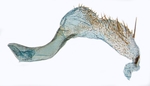 Aedeagus; North Carolina; J.B. Sullivan.
