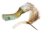 Aedeagus; North Carolina; J.B. Sullivan.