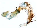 Aedeagus; North Carolina; J.B. Sullivan.