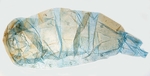 Male pelt; North Carolina; J.B. Sullivan.