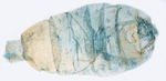 Male pelt; North Carolina; J.B. Sullivan.
