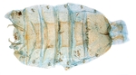 Male pelt; North Carolina; J.B. Sullivan.