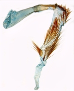Aedeagus; North Carolina J.B. Sullivan.