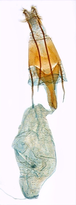 Female genitalia; North Carolina J.B. Sullivan.