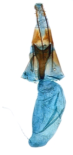 Female genitalia; North Carolina J.B. Sullivan.