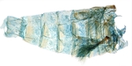 Male pelt; North Carolina J.B. Sullivan.