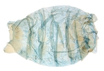 Female pelt; North Carolina J.B. Sullivan.