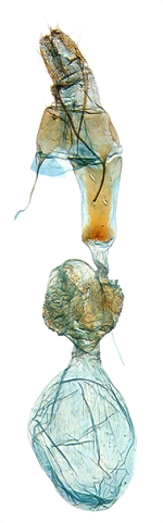 Female genitalia; North Carolina J.B. Sullivan.