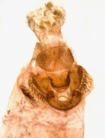 Female genitalia; Henderson County; Jim Petranka.