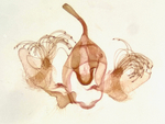 Male genitalia; Richmond County; Jim Petranka.