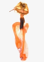 Female genitalia; Moore County; Jim Petranka.