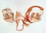 Male genitalia (annulus removed); Moore County; Jim Petranka.