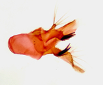 Annellus of male; Moore County; Jim Petranka.