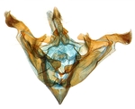 Male genitalia; North Carolina; J.B. Sullivan.