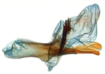 Aedeagus; North Carolina; J.B. Sullivan.