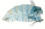 Male pelt; North Carolina; J.B. Sullivan.