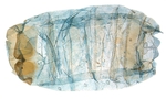 Female pelt; North Carolina; J.B. Sullivan.