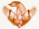Male genitalia; Orange County; Jim Petranka.