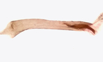 Aedeagus; Orange County; Jim Petranka.