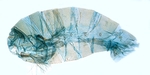 Male pelt; North Carolina; J.B. Sullivan.