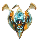 Male genitalia; North Carolina; J.B. Sullivan.