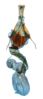 Female genitalia; North Carolina; J.B. Sullivan.