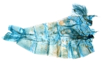 Male pelt; North Carolina; J.B. Sullivan.