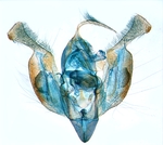 Male genitalia; North Carolina; J.B. Sullivan.