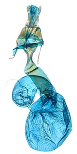 Female genitalia; North Carolina; J.B. Sullivan.