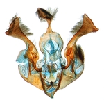 Male genitalia; North Carolina; J.B. Sullivan.