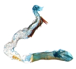 Aedeagus; North Carolina; J.B. Sullivan.