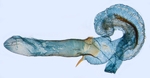 Aedeagus; North Carolina; J.B. Sullivan.