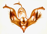 Male genitalia; Madison County; Jim Petranka.